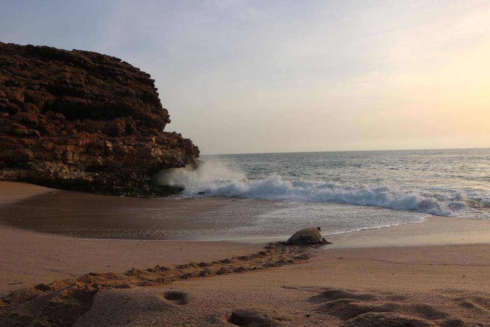 Ras Al Jinz Turtle Reserve Al Hadd Eksteriør bilde