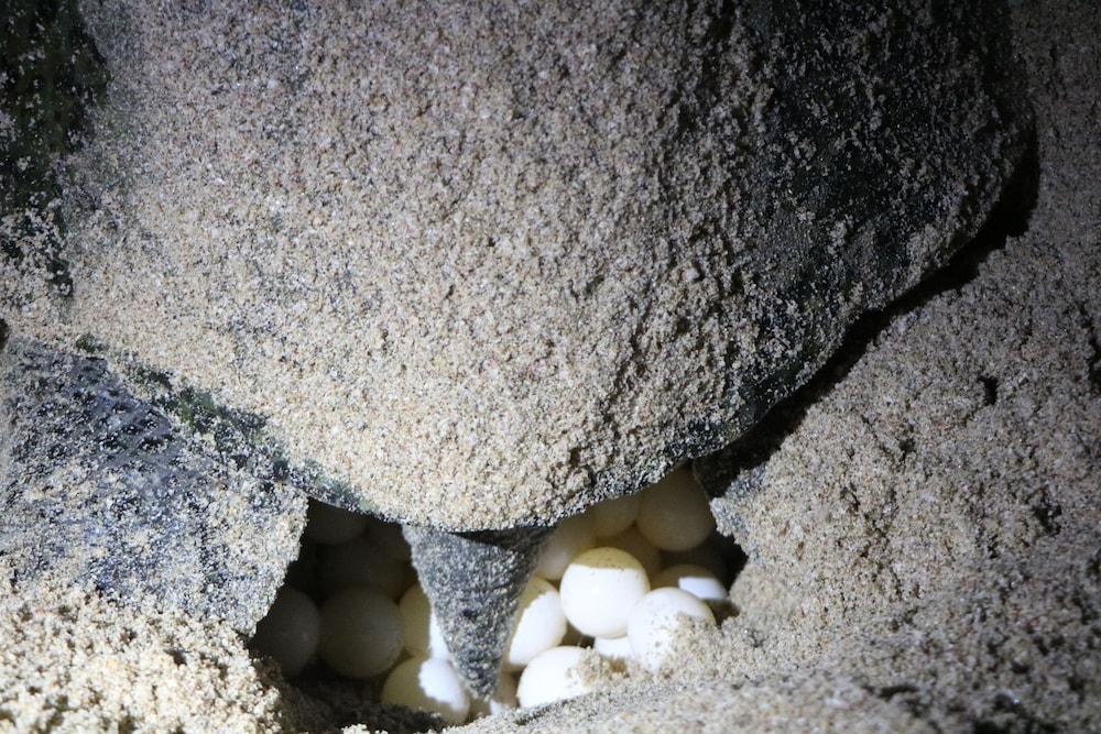 Ras Al Jinz Turtle Reserve Al Hadd Eksteriør bilde