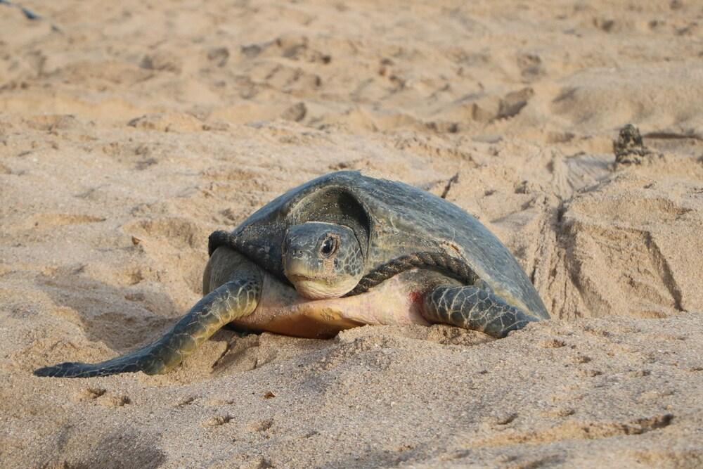 Ras Al Jinz Turtle Reserve Al Hadd Eksteriør bilde