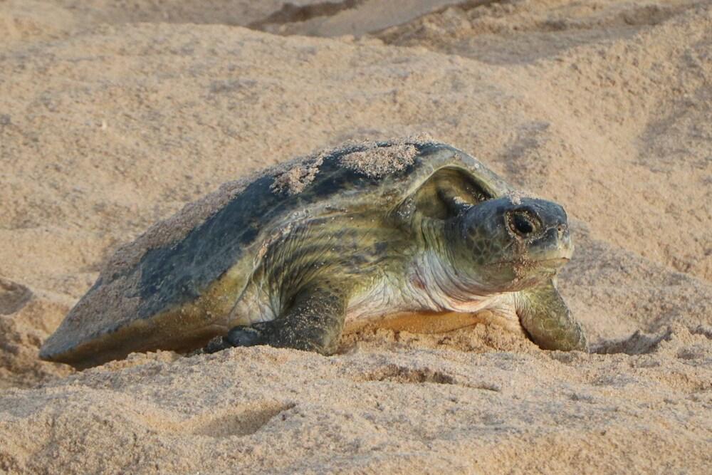 Ras Al Jinz Turtle Reserve Al Hadd Eksteriør bilde