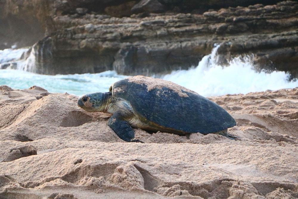 Ras Al Jinz Turtle Reserve Al Hadd Eksteriør bilde