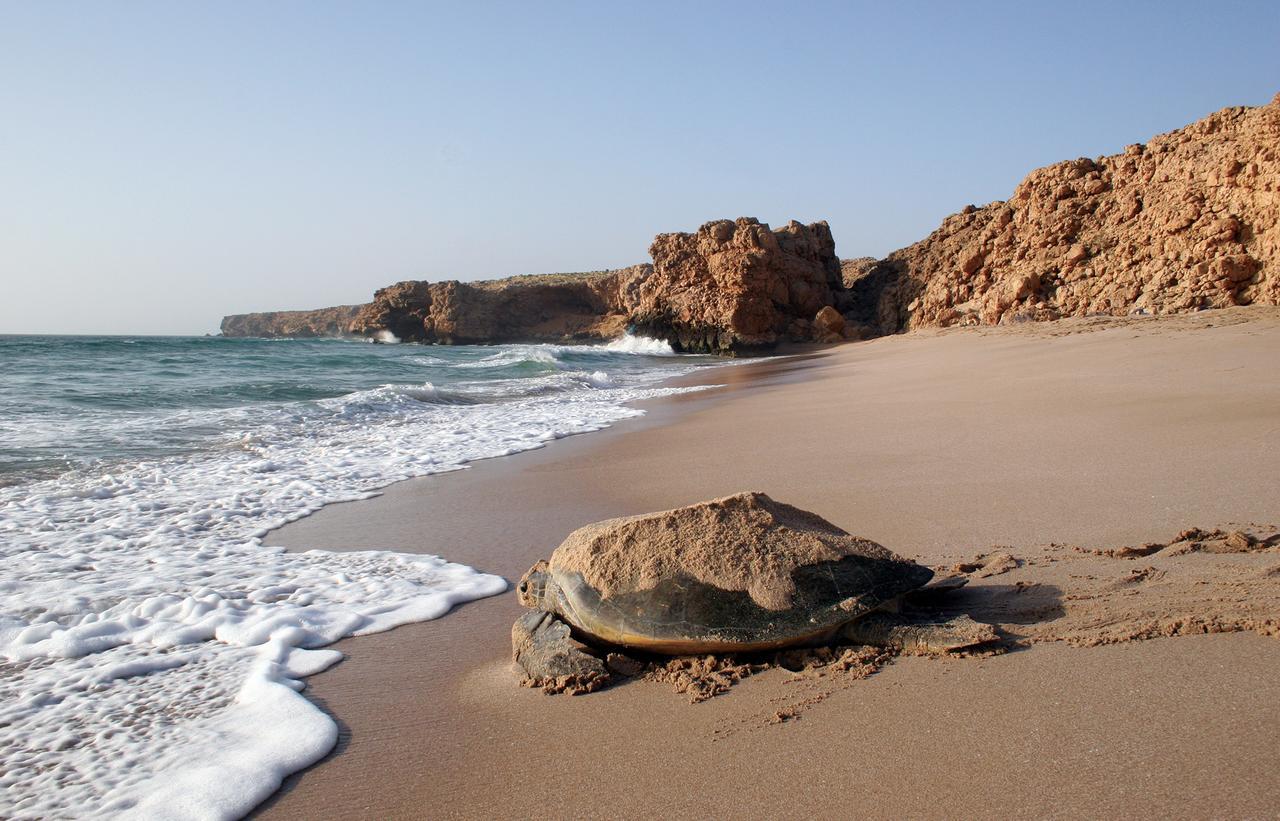 Ras Al Jinz Turtle Reserve Al Hadd Eksteriør bilde